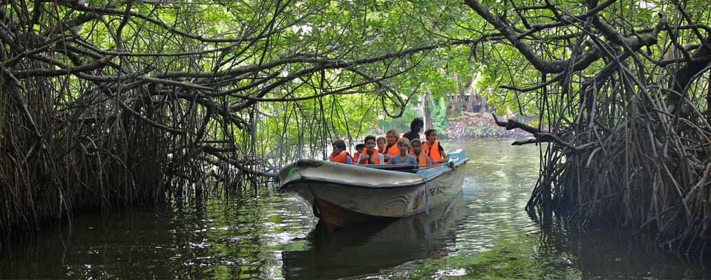 Paddling Paradise Everything You Need to Know About the Negombo Lagoon Boat Tour