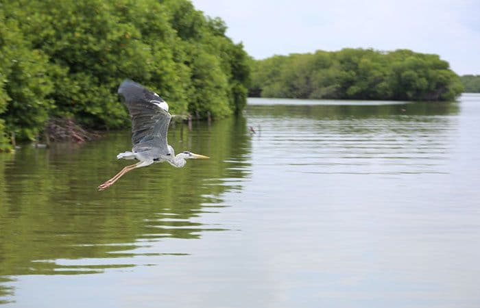 Muthurajawela Marsh: The Wetland Safari