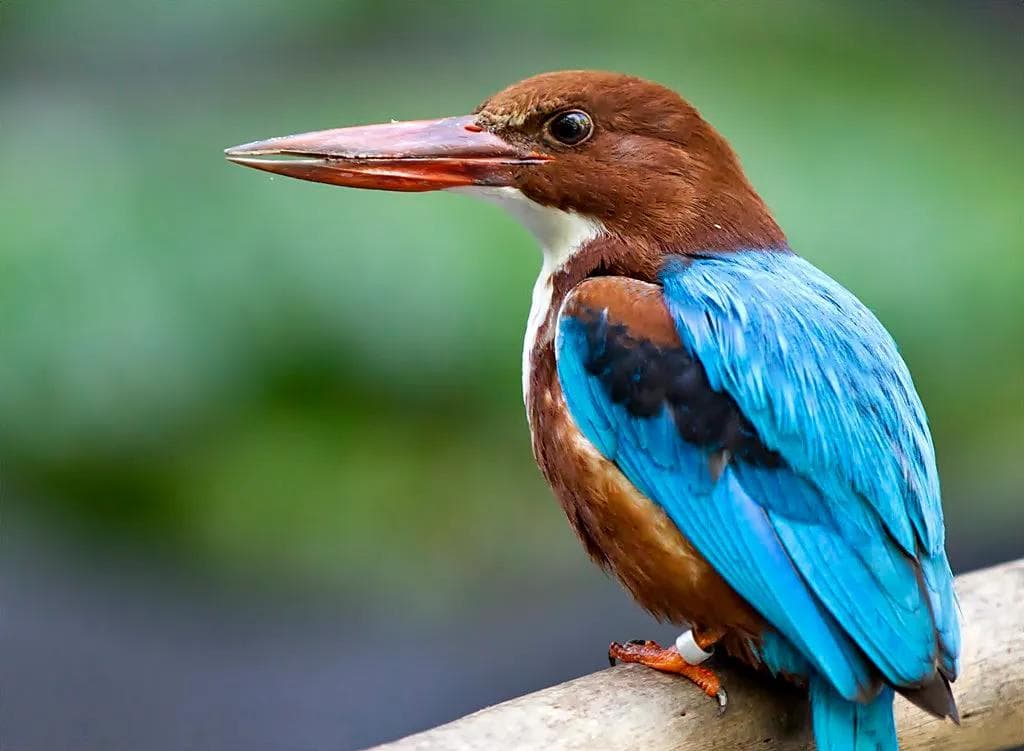 Day Trip Adventure Escaping to the Muthurajawela Wetland Sanctuary