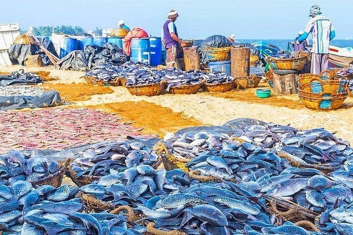 Negombo Fish Market: The Cinematic Dawn Catch